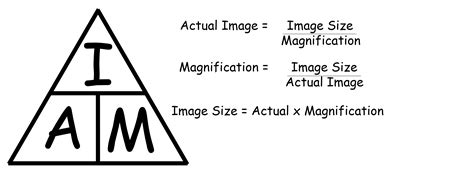 microscope magnification calculation|calculating magnification and actual size.